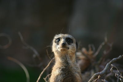 Portrait of a meerkat 