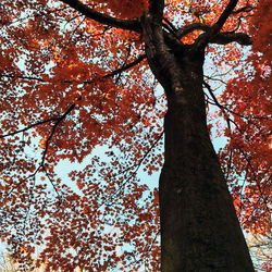 Low angle view of trees