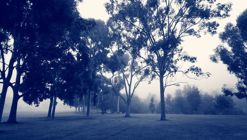 Trees growing on landscape