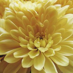 Macro shot of yellow flower