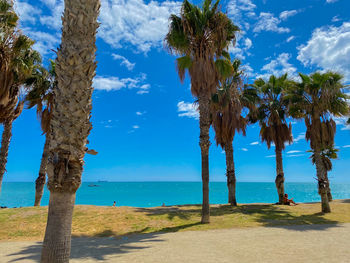 Trees on beach against blue sky