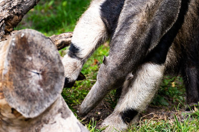 Anteater - searching for ants beneath a log