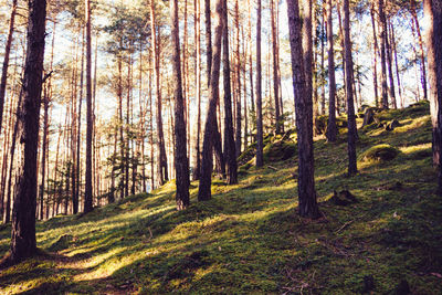 Scenic view of forest