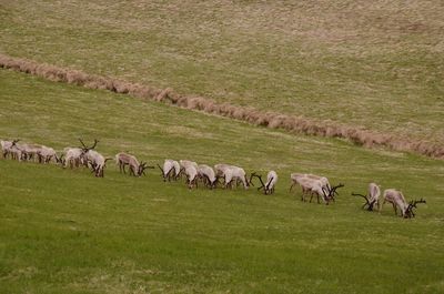 Reindeer grazing in a field