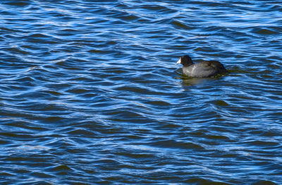 High angle view of bird swimming in lake