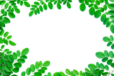 Close-up of green leaves against white background