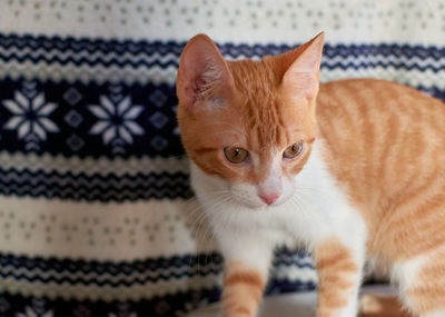 Close-up portrait of a cat
