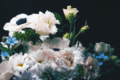 Close-up of white roses