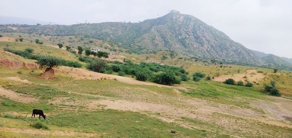 View of a horse on field