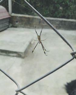 Close-up of spider