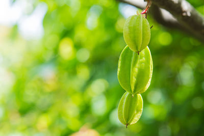 Green star fruit hanging on a tree.