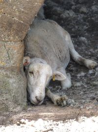 High angle view of calf relaxing outdoors