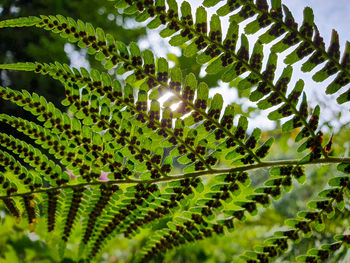Close-up of green leaves