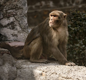 Monkey sitting on rock