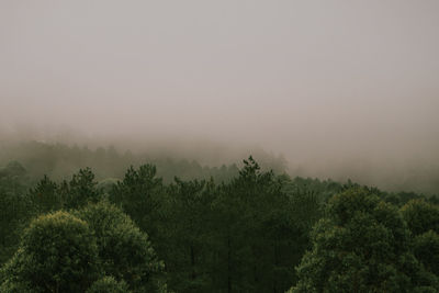 Trees in forest against sky