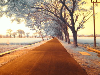 Empty road along bare trees