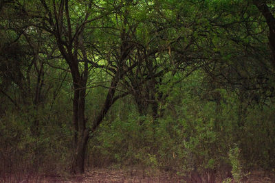 Trees growing in forest