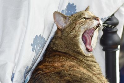 Close-up of cat yawning