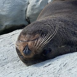 Close-up of animal sleeping on rock