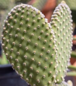 Close-up of succulent plant