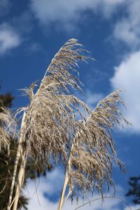 Low angle view of plants against sky during winter