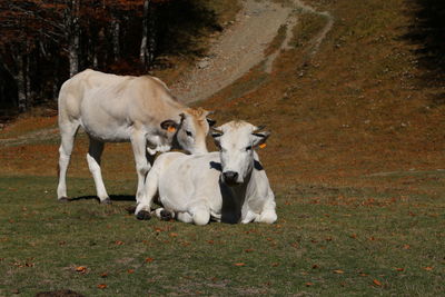 Cows on grass