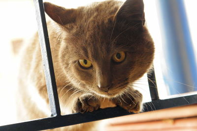 Close-up portrait of cat