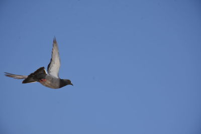 Low angle view of seagull flying