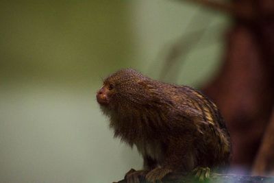 Close-up of squirrel