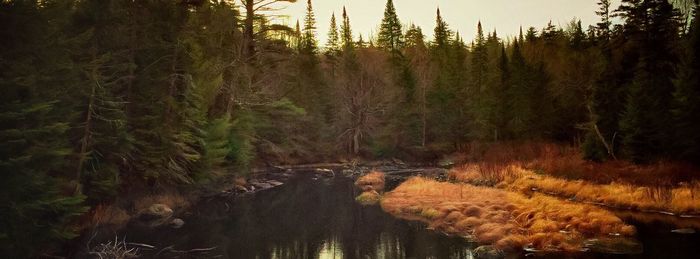 Reflection of trees in river