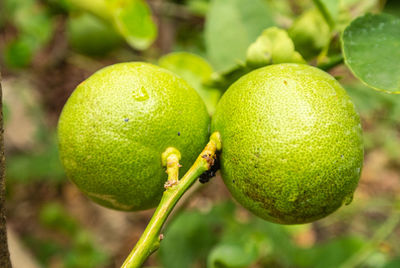 Close-up of fruits on tree