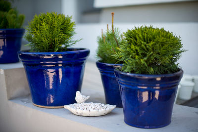 Close-up of potted plants in pot