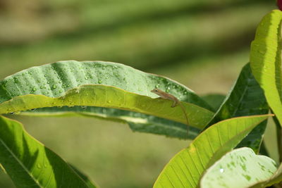 Close-up of insect on leaf