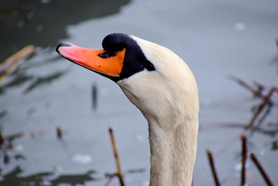 Close-up of swan swimming on lake