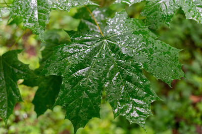 Close-up of wet plant leaves