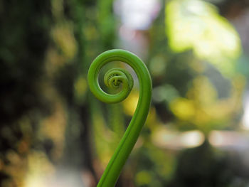 Close-up of spiral leaf