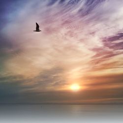 Bird flying over sea at sunset