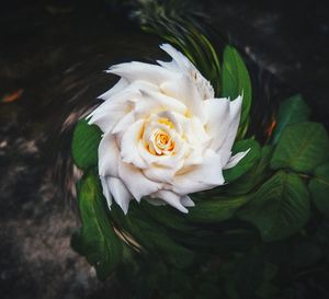 Close-up of white rose flower floating on water