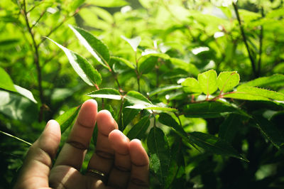 Close-up of hand holding leaf