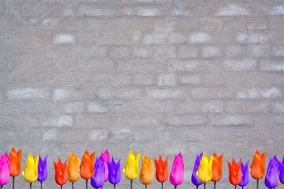 Colorful flowers against brown wall