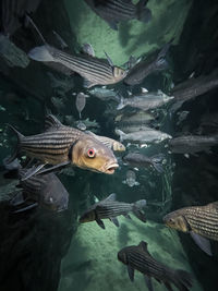 Close-up of fish swimming in water