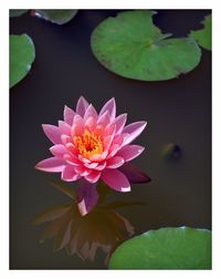 Close-up of lotus water lily