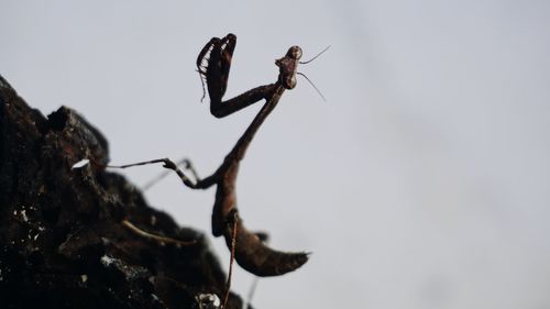 Close-up of insect on plant against sky