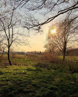 Trees on field against sky during sunset