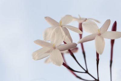 Close-up of frangipani on white background