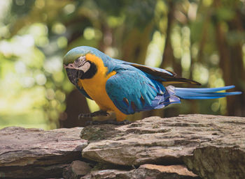 Beautiful bird from brazil

