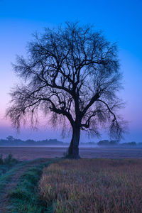 Bare tree on field against sky