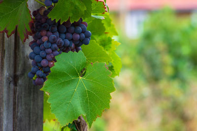 Close-up of grapes growing in vineyard