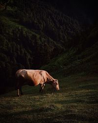 Horses grazing on field