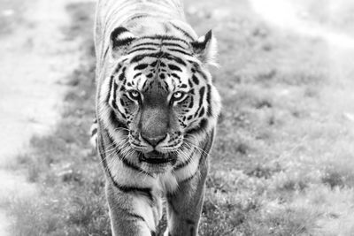 Portrait of tiger on field